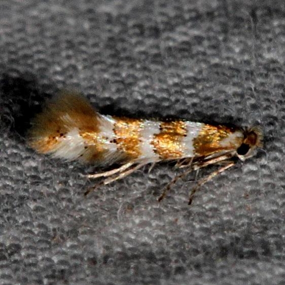 0802.97 Unidentified Phyllonorycter Moth Devil's Canyon Manti-La Sal Natl Forest Utah 6-8-17 (15)_opt