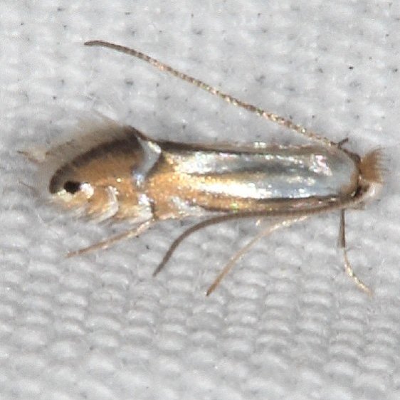 0802.97 Unidentified Phyllonorycter closest 0761 P kearfottella BG yard 7-25-20