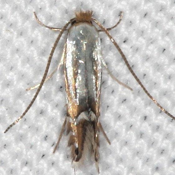 0802.97-Unidentified-Phyllonorycter-closest-0761-P-kearfottella-BG-yard-7-25-20-26_opt