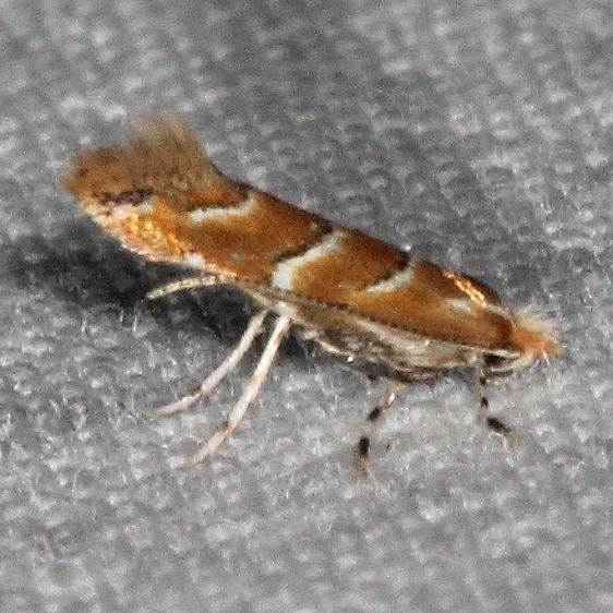 0815 Gregarious Oak Leafminer Moth Yard 7-2-16 (8a)_opt