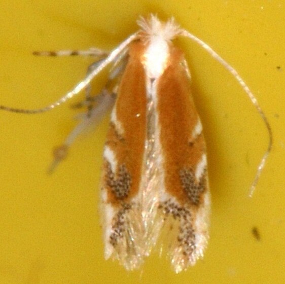 0816 Cameraria conglomeratella Leafminer on Elm pulled from tree 8-24-20 photo taken 9-19-20