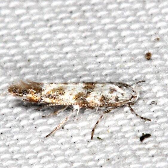 0823 Solitary Oak Leafminer-Cameraria BG yard Oh 5-15-23