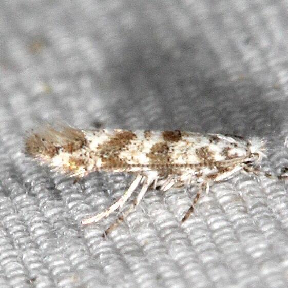 0823-Solitary-Oak-Leafminer-Cameraria-Bg-yard-Oh-5-15-23-2