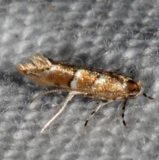 0832 Hornbeam leafminer Moth Copperhead firetower Shawnee St Pk 8-6-16 (138a)_opt