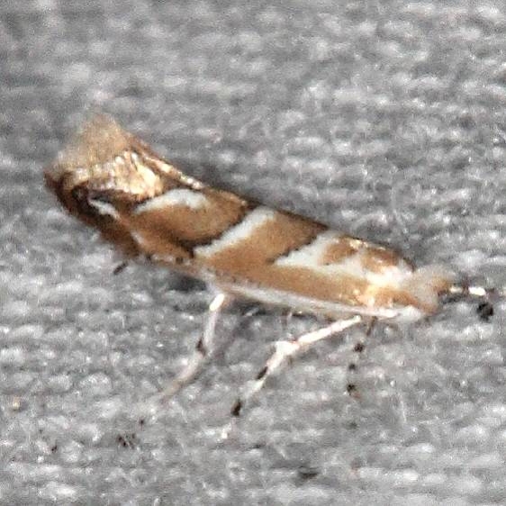 0836 Cameraria saccharella BG yard 8-26-18 (9)_opt