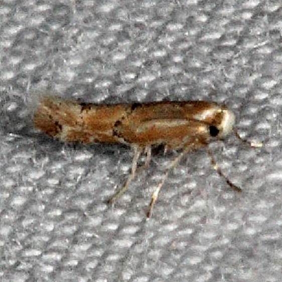 0841.97 Unidentified Cameraria Moth Silver Lake Cypress Glenn Fl 3-16-15