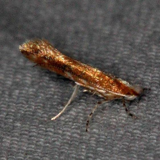 0841.97 Unidentified Cameraria Moth BG Silver Lake Cypress Glenn Fl 3-16-15