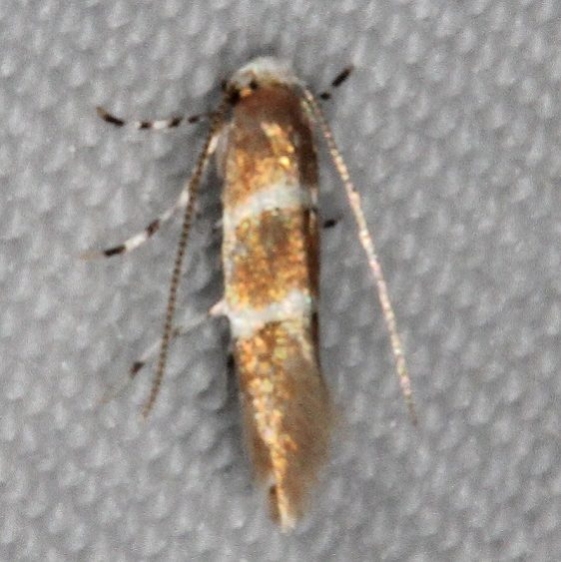 0841.97 Unidentified Cameraria Moth Turkey Lake Shawnee St Pk 6-12-15