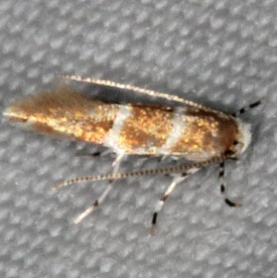 0841.97 Unidentified Cameraria Moth Turkey Lake Shawnee St Pk Oh 6-12-15