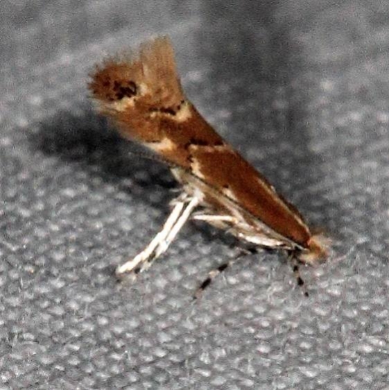 0841.97 Unidentified Cameraria Moth yard 10-8-15