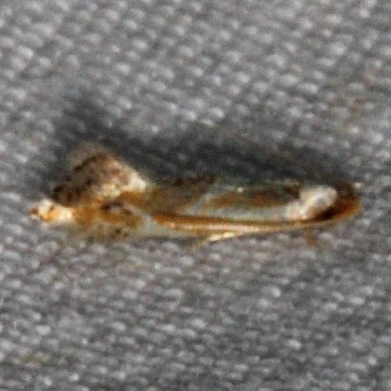 0841.97 Unidentified Cameraria Moth yard 7-10-15