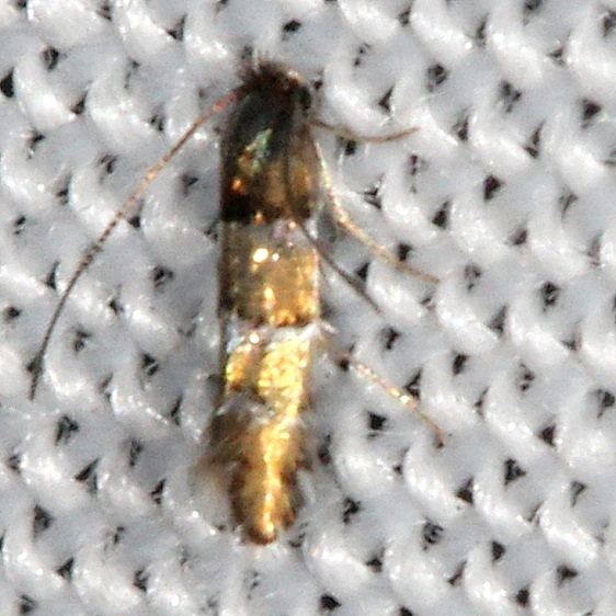 0842 Chrysaster ostensackenella BG yard 9-6-16 (2)_opt
