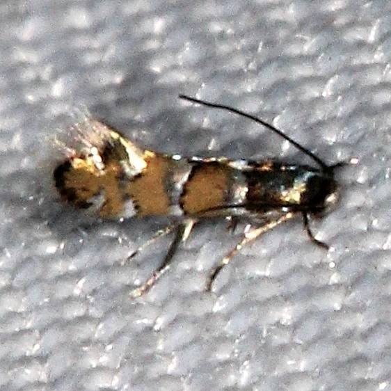 0842 Chrysaster ostensackenella yard 8-24-16