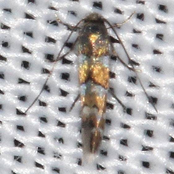 0842 Chrysaster ostensackenella yard 8-24-16a