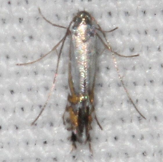 0846 Phhyllocnistis insignis Bluestone Lake St Pk WV 10-6-18 (36)_opt