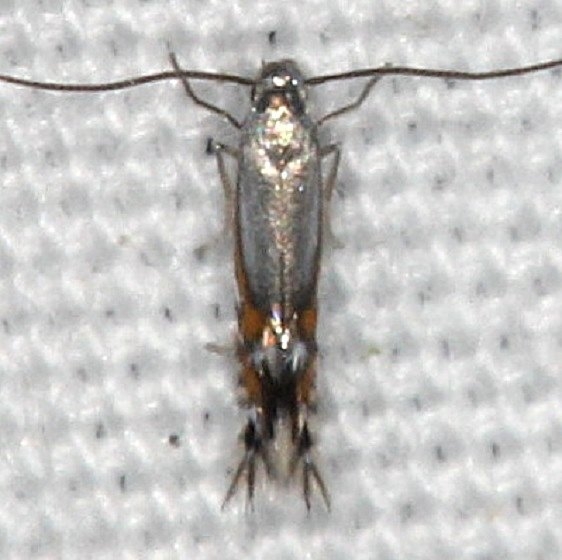 0846 Phyllocnistis insignis yard 9-8-14