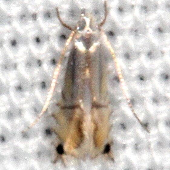 0849 Phyllocnistis liriodendronella BG Collier-Seminole St PK FL 3-2-21