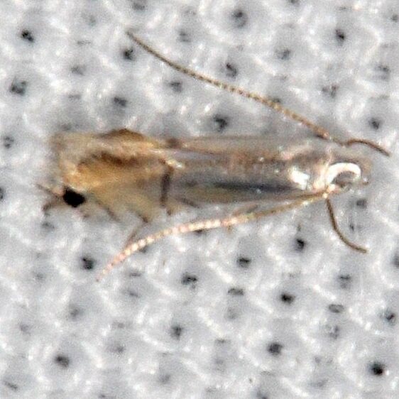 0849-Phyllocnistis-liriodendronella-BGCollier-Seminole-St-PK-FL-3-2-21-2
