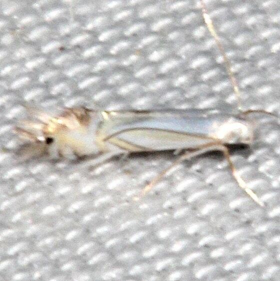 0849-Phyllocnistis-liriodendronella-yard-6-8-21