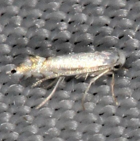0852 Aspen Serpentine Leafminer Moth Lake of the Woods Ontario 7-24-16