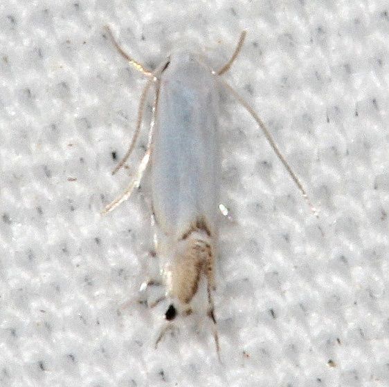 0853 Phyllocnists vitegenella yard 7-19-20