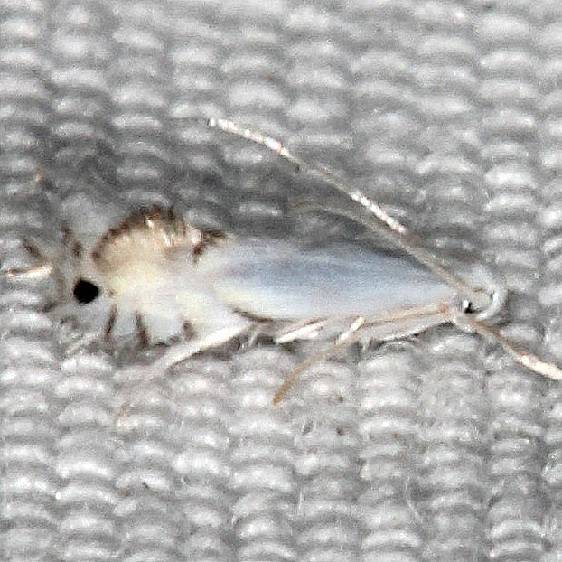 0853 Phyllocnists vitegenella yard 7-19-20