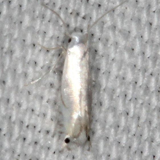 0854 Phyllocnistis vitifoliella yard 6-25-20