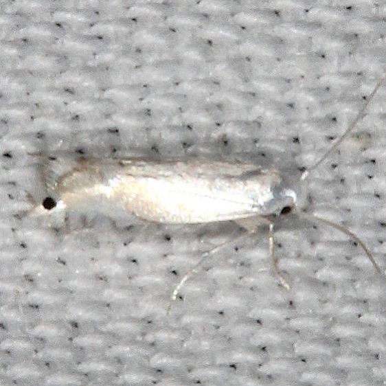 0854-Phyllocnistis-vitifoliella-yard-6-25-20-17_opt