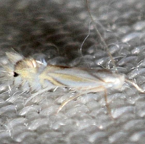 0854.97 Unidentified Phyllocnictis Moth yard 6-14-12