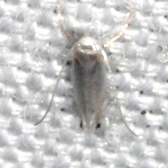 0854.97 Unidentified Phyllocnictis Moth yard 7-26-18 (4)_opt