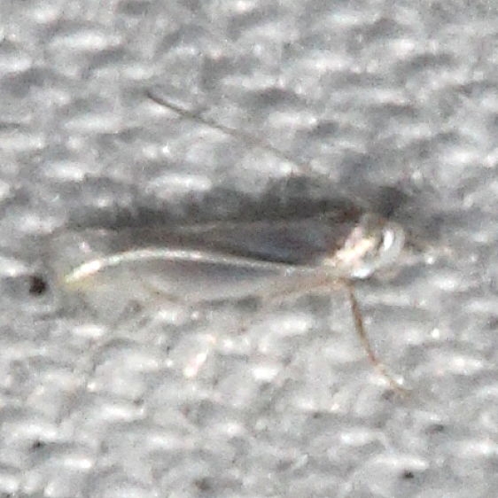 0854.97 Unidentified Phyllocnictis Moth yard 7-26-18 (5)_opt