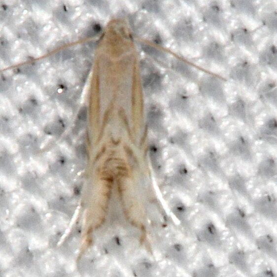 0854.97 Unidentified Phyllocnistis BG Collier-Seminole St PK Fl 3-2-21