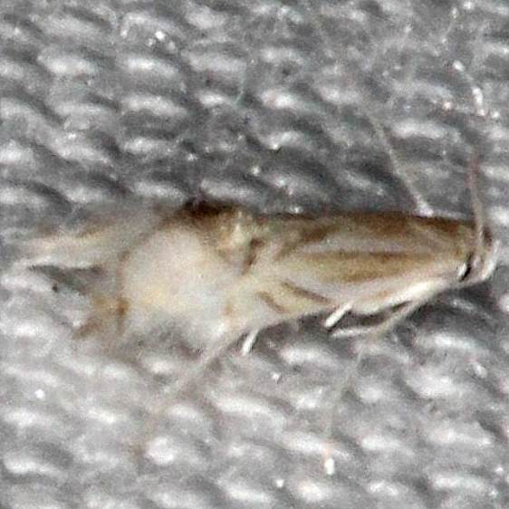 0854.97-Unidentified-Phyllocnistis-BG-Collier-Seminole-St-PK-Fl-3-2-21-2