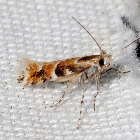 0854.97 Unidentified Phyllocnistis BG Moth Black Canyon at the Gunnison Natl Pk Colorado 6-15-17 (54)_opt