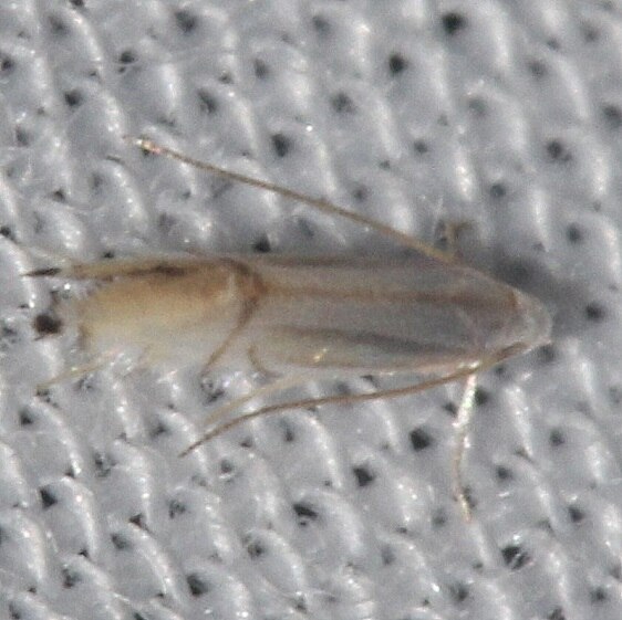 0854.97-Unidentified-Phyllocnistis-Collier-Seminole-St-Pk-Fl-1-10-24