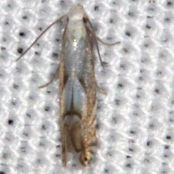 0854.97 Unidentified Phyllocnistis Moth Collier-Seminole St PK Fl 3-5-21