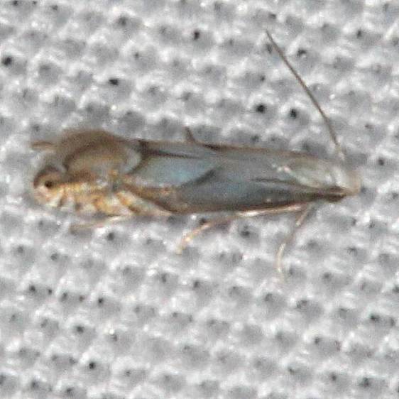 0854.97-Unidentified-Phyllocnistis-Moth-Collier-Seminole-St-PK-Fl-3-5-21-2