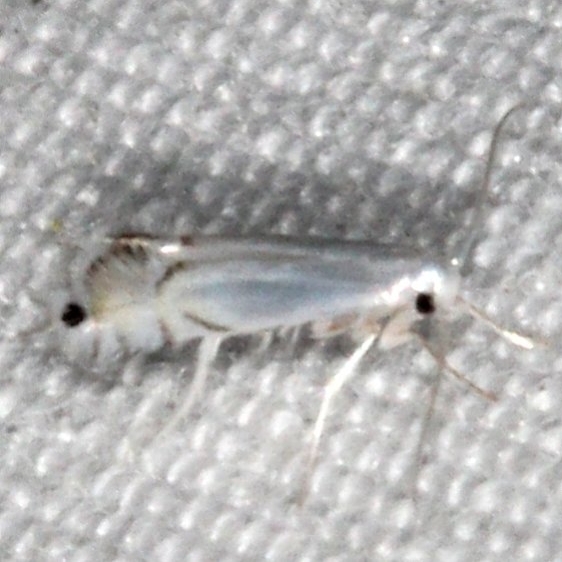 0854.98 Unidentified Phyllocnictinae Moth yard 6-10-15