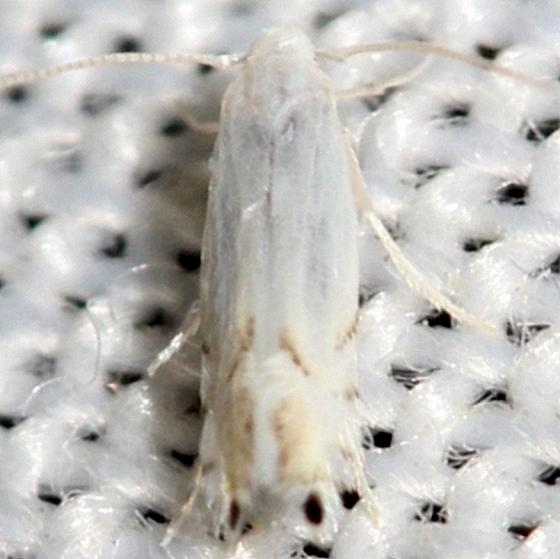 0854.98 Unidentified Phyllocnistinae Moth yard 6-10-12