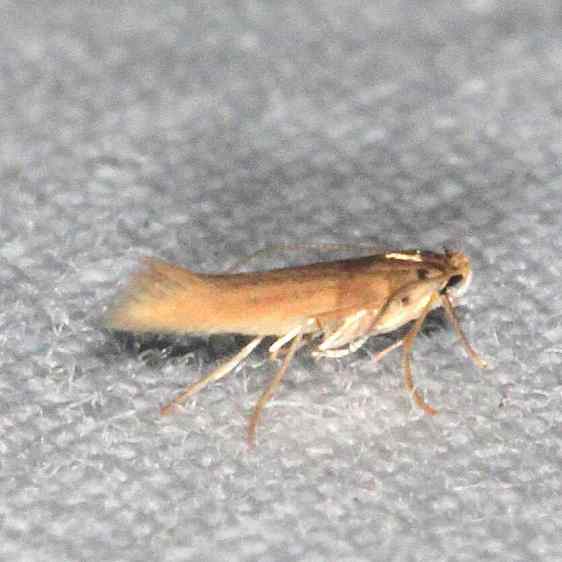0854.99 Unidentified Lithocolletinae-BG-Collier Seminole St Pk Fl  3-7-21
