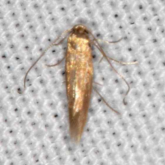 0854.99-Unidentified-Lithocolletinae-BG-Collier-Seminole-St-Pk-Fl-3-7-21-2