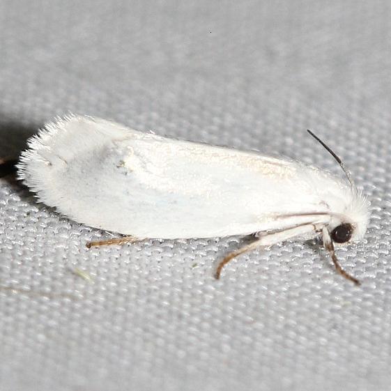 200.1-Bogus-Yucca-Moth-yard1-6-11-12.JPG