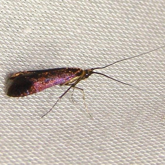 227-Adela-caeruleella-Jenny-Wiley2-4-26-12-85a.JPG