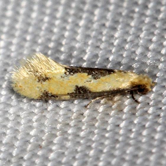 300-Yellow-Wave-Moth-Hybroma-servulella-yarda-7-17-13-25.JPG