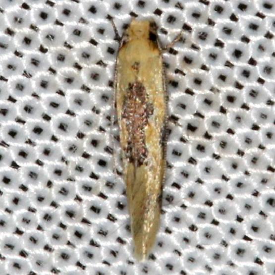 300-Yellow-Wave-Moth-Hybroma-servulella-yarda-7-17-13-28.JPG