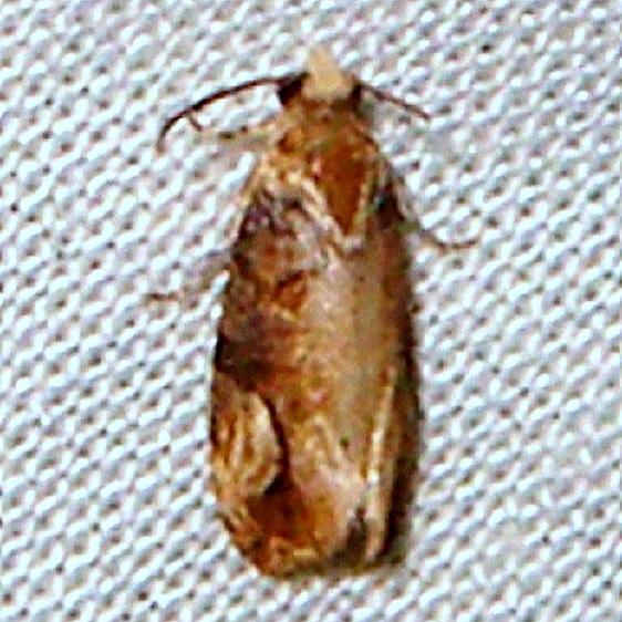 304-Caribbean-Scavenger-Moth-Collier-Seminole-St-Pka-3-16-11.JPG