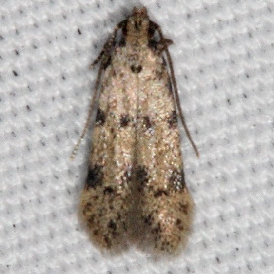 Undescribed Species BG Johnathan Dickinson St Pk Fl 3-8-17 (42)_opt