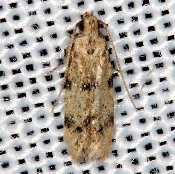Undescribed Species BG Mahogany Hammock 2-18-14 (95)_opt