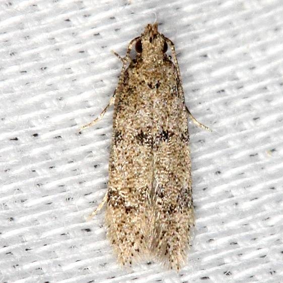 Undescribed Species BG Village Creek St Pk, Texas 11-6-13 (42)_opt