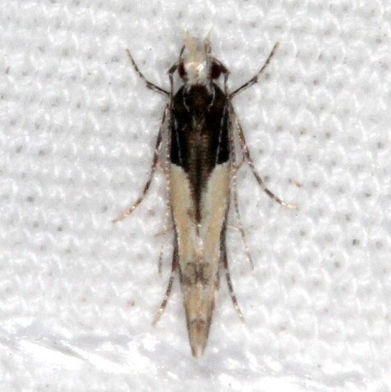 Unidentified-Cosmoptergidae-BG-Collier-Seminole-St-Pk-Fl-3-7-221